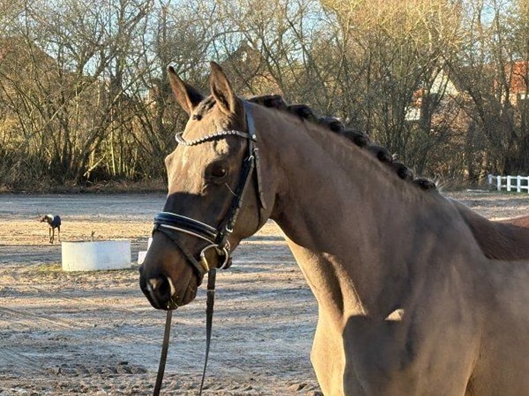 Poni alemán Yegua 7 años 147 cm Castaño oscuro in Verden (Aller)