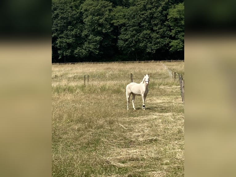 Poni alemán Yegua 7 años 147 cm Cremello in Leverkusen
