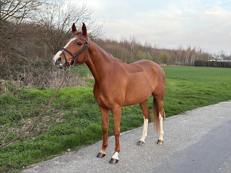 Poni alemán Yegua 7 años 148 cm Alazán in Grevenbroich