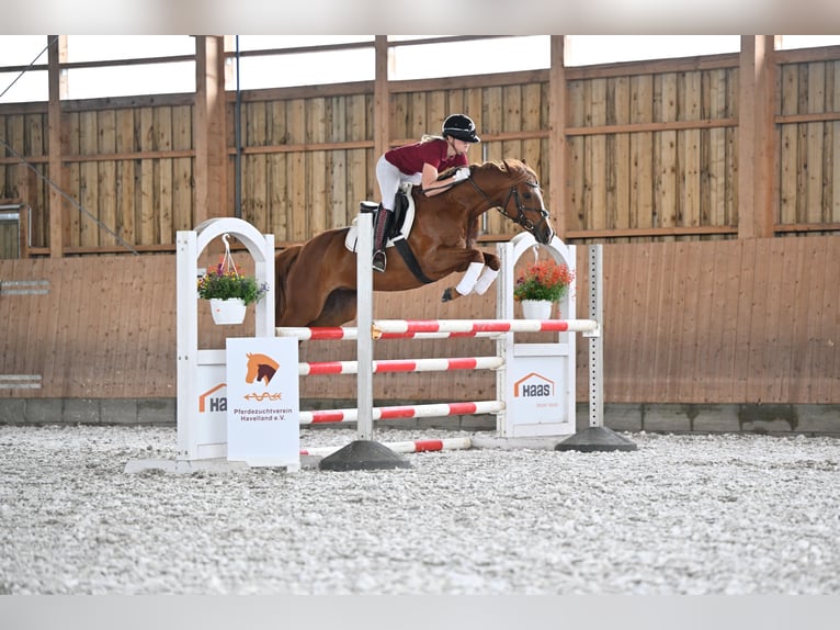 Poni alemán Yegua 7 años 148 cm Alazán in Dallgow-Döberitz