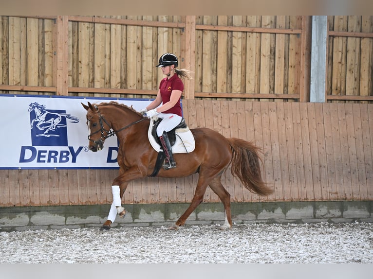 Poni alemán Yegua 7 años 148 cm Alazán in Dallgow-Döberitz