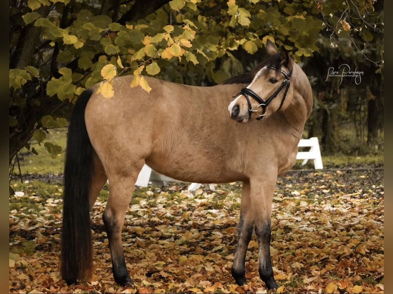 Poni alemán Yegua 7 años 148 cm Buckskin/Bayo in Syke
