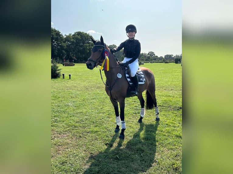 Poni alemán Yegua 7 años 148 cm Castaño in Warendorf