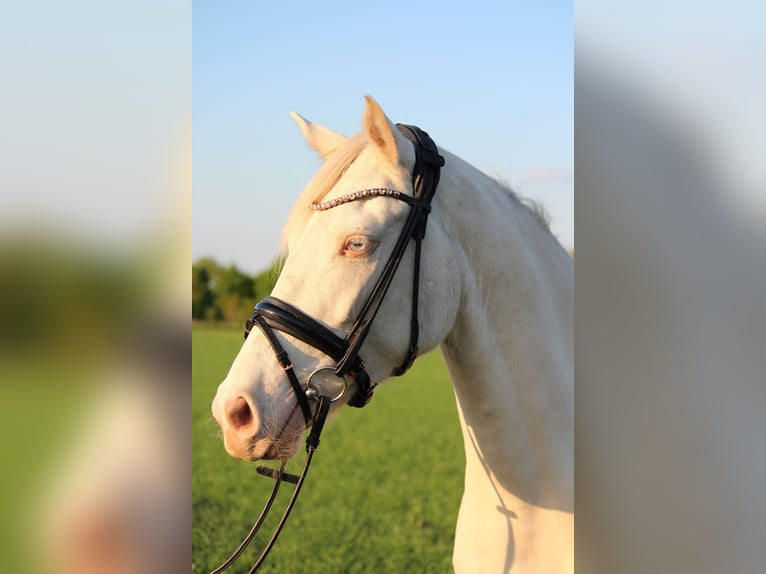 Poni alemán Yegua 7 años 148 cm Cremello in Selm