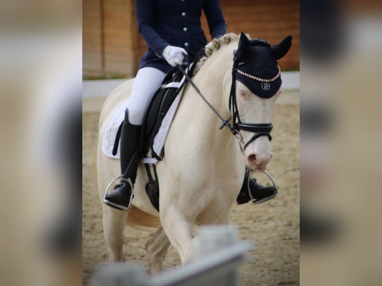 Poni alemán Yegua 7 años 148 cm Cremello in Selm