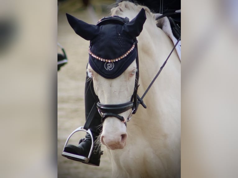 Poni alemán Yegua 7 años 148 cm Cremello in Selm