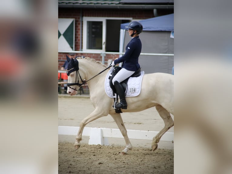 Poni alemán Yegua 7 años 148 cm Cremello in Selm