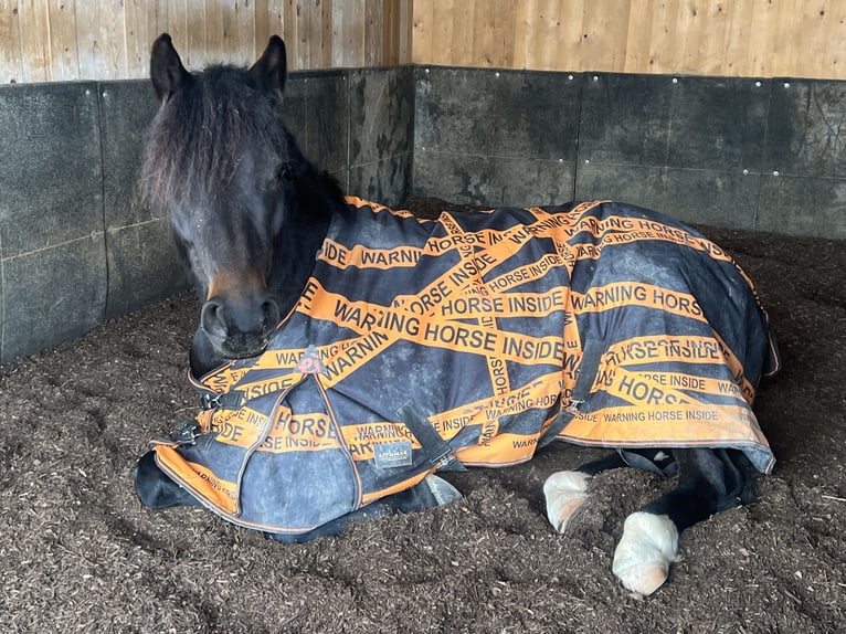 Poni alemán Mestizo Yegua 7 años 148 cm Morcillo in Villingen-Schwenningen