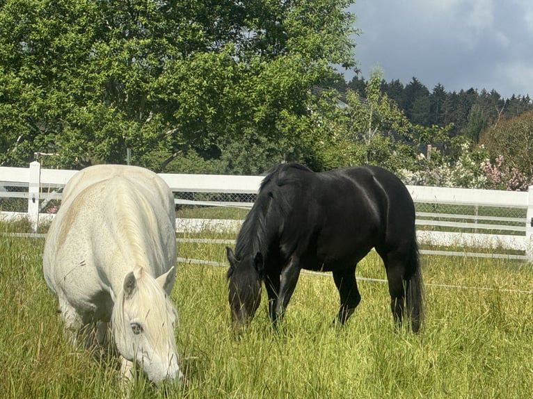 Poni alemán Mestizo Yegua 7 años 148 cm Morcillo in Villingen-Schwenningen