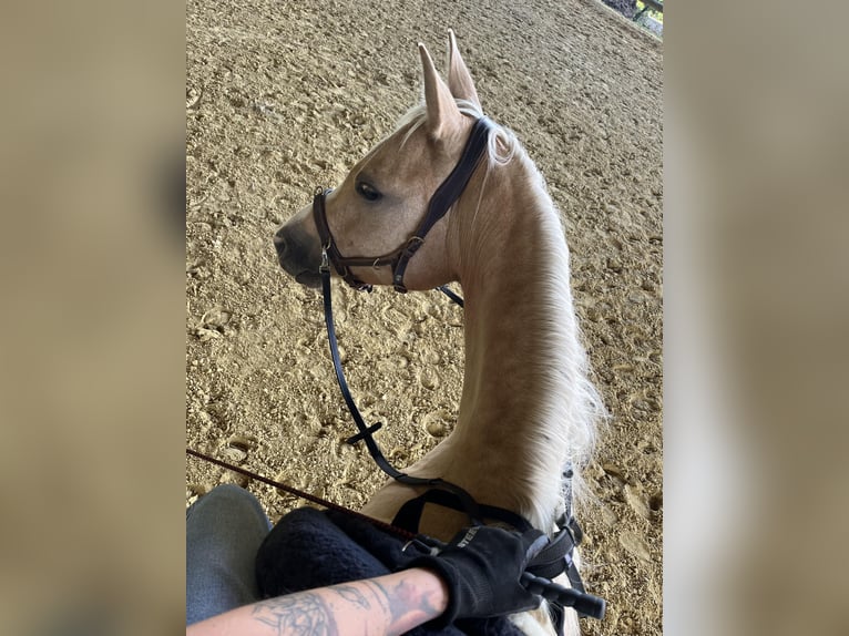 Poni alemán Yegua 7 años 148 cm Palomino in Burscheid