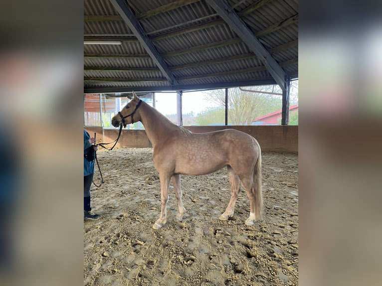 Poni alemán Yegua 7 años 148 cm Palomino in Burscheid