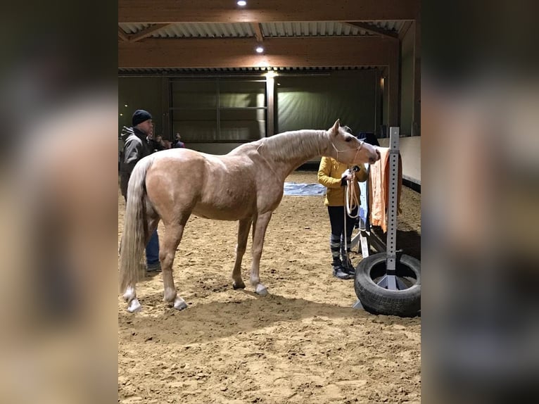 Poni alemán Yegua 7 años 148 cm Palomino in Burscheid