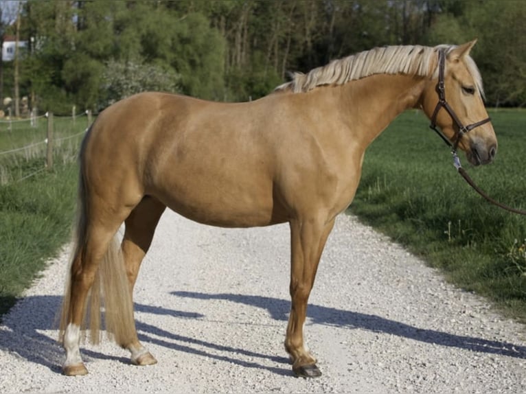 Poni alemán Yegua 7 años 148 cm Palomino in Nersingen