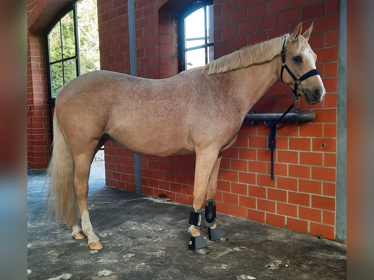 Poni alemán Yegua 7 años 148 cm Palomino in Stuhr