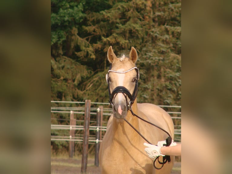 Poni alemán Yegua 7 años 148 cm Palomino in Stuhr
