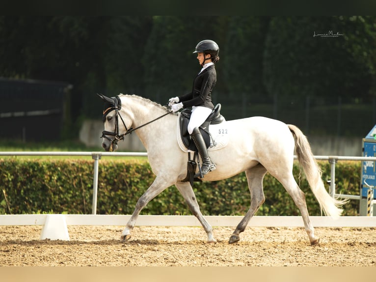 Poni alemán Yegua 7 años 148 cm Tordo in Heinsberg