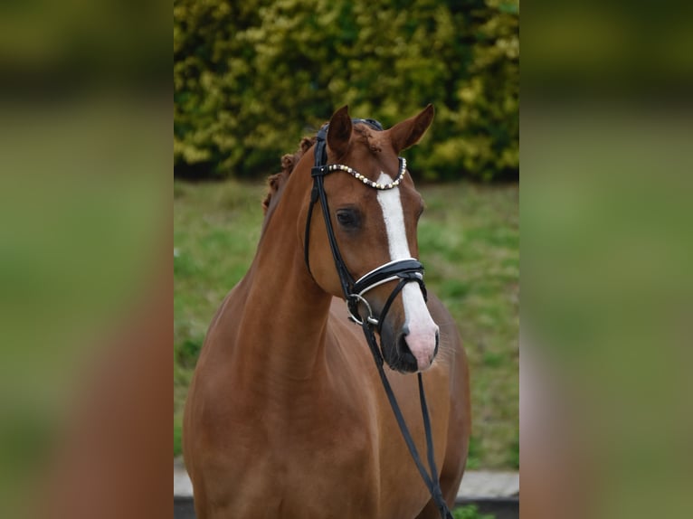 Poni alemán Yegua 7 años 150 cm Alazán in Fürstenau