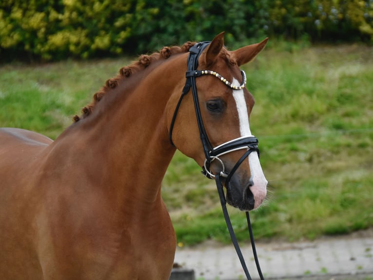 Poni alemán Yegua 7 años 150 cm Alazán in Fürstenau