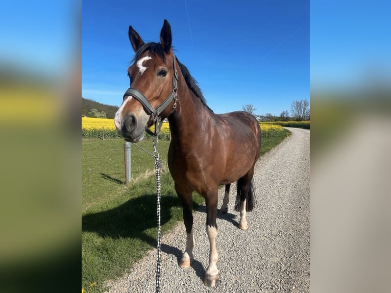Poni alemán Mestizo Yegua 7 años 150 cm Castaño in Burghaun