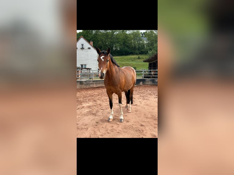 Poni alemán Mestizo Yegua 7 años 150 cm Castaño in Burghaun