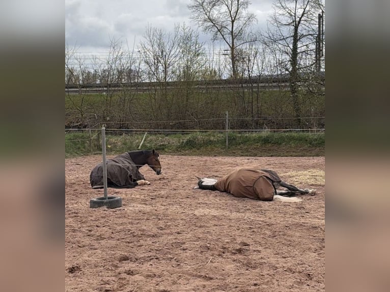 Poni alemán Mestizo Yegua 7 años 150 cm Castaño in Burghaun