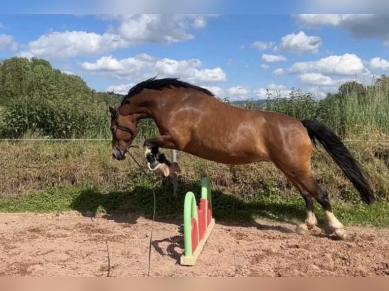 Poni alemán Mestizo Yegua 7 años 150 cm Castaño in Burghaun