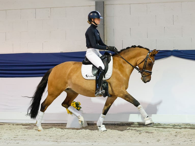 Poni alemán Yegua 7 años 151 cm Bayo in Marsberg