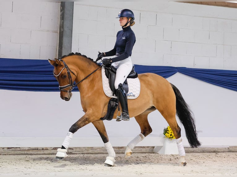 Poni alemán Yegua 7 años 151 cm Bayo in Marsberg