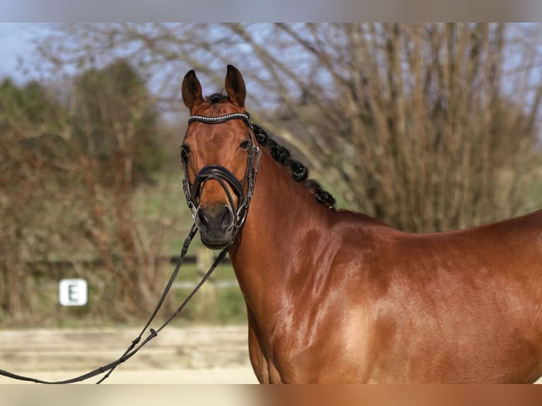 Poni alemán Yegua 7 años 155 cm Castaño claro in Dortmund