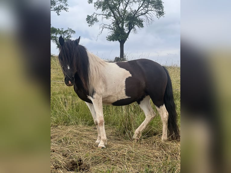 Poni alemán Yegua 7 años Pío in Kaltohmfeld