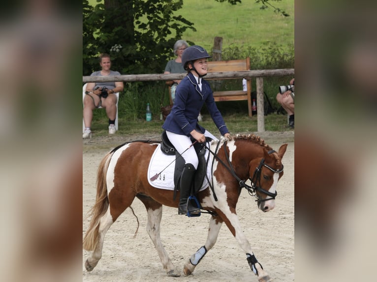 Poni alemán Mestizo Yegua 8 años 125 cm Pío in Adelheidsdorf