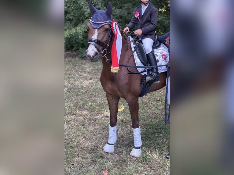 Poni alemán Mestizo Yegua 8 años 132 cm Alazán in Gütersloh
