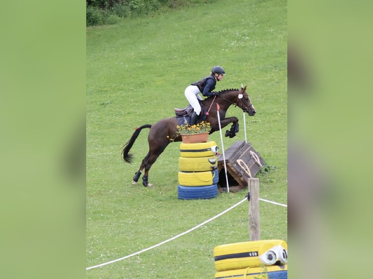 Poni alemán Yegua 8 años 136 cm Alazán-tostado in Gössitz
