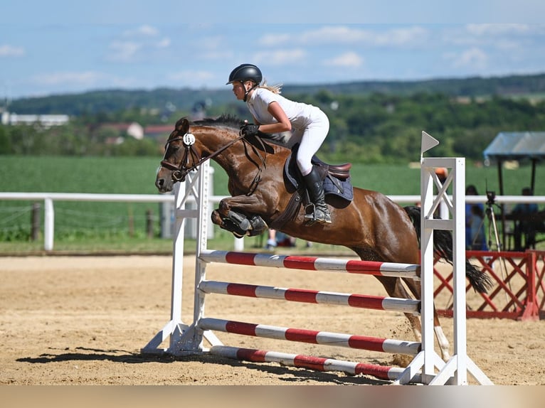 Poni alemán Yegua 8 años 136 cm Alazán-tostado in Gössitz