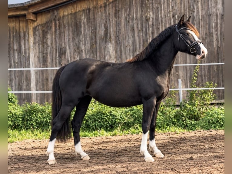 Poni alemán Yegua 8 años 136 cm Negro in Hamburg Spadenland