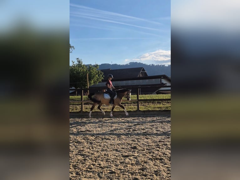 Poni alemán Yegua 8 años 137 cm Buckskin/Bayo in Kilchberg ZH