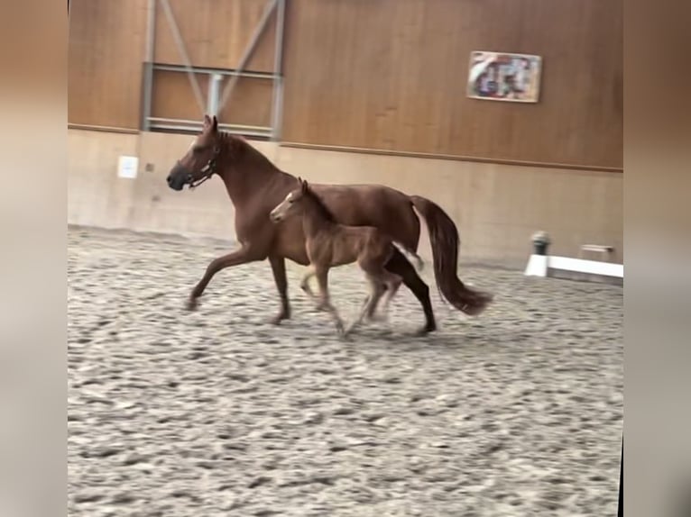 Poni alemán Yegua 8 años 141 cm Alazán-tostado in Neckargemünd