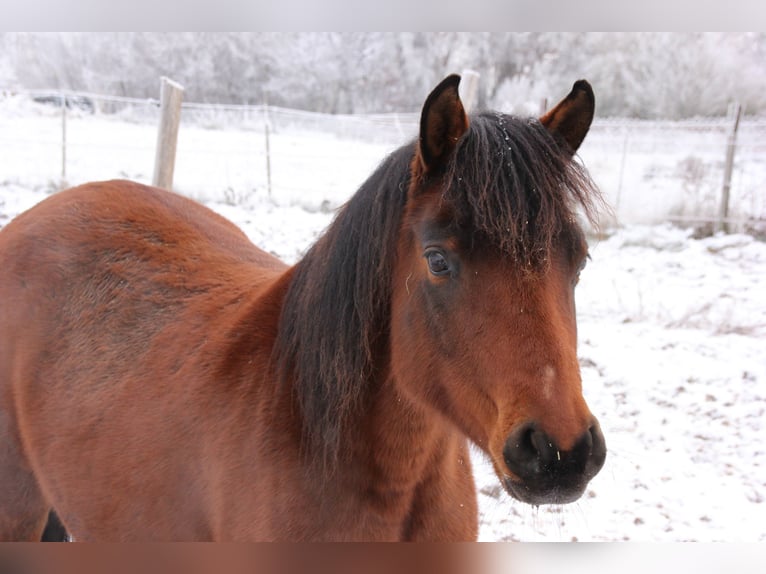 Poni alemán Yegua 8 años 142 cm Castaño in Löwenberger Land