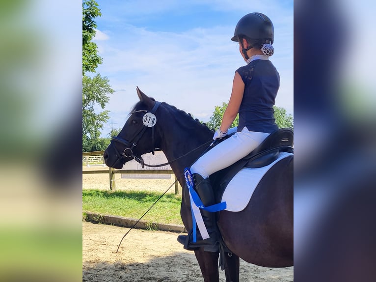 Poni alemán Yegua 8 años 142 cm Negro in Einhausen