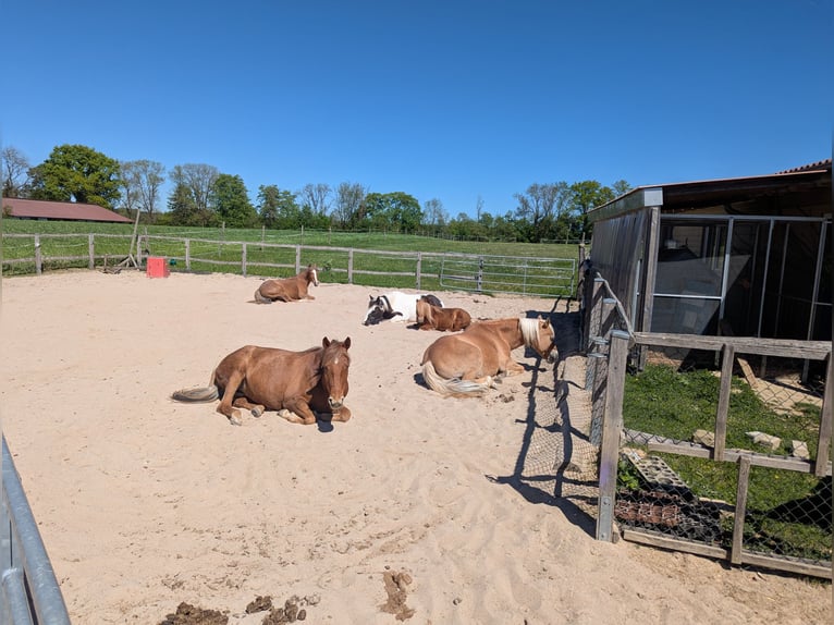 Poni alemán Mestizo Yegua 8 años 143 cm Alazán in Schwäbisch Gmünd