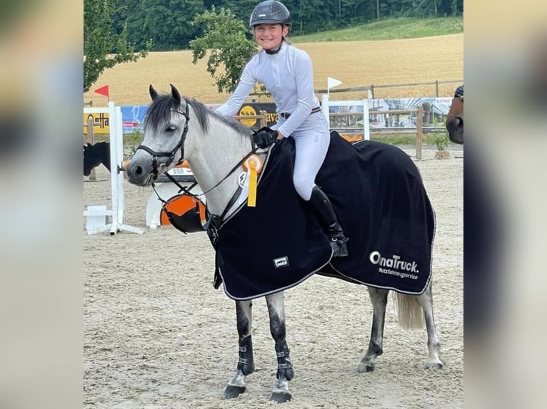Poni alemán Yegua 8 años 143 cm Tordo in Harsewinkel