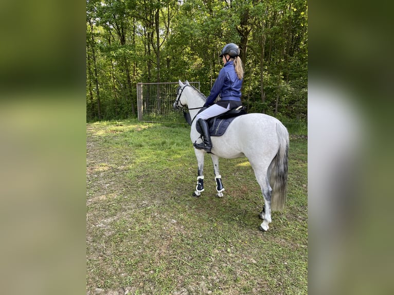 Poni alemán Yegua 8 años 143 cm Tordo in Harsewinkel