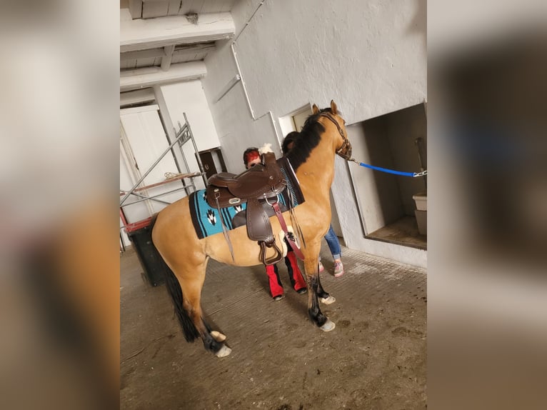 Poni alemán Yegua 8 años 144 cm Bayo in Billerbeck Poni alemán Yegua 8 años 144 cm Bayo in Billerbeck