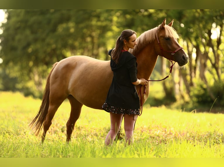 Poni alemán Yegua 8 años 144 cm Red Dun/Cervuno in Ankum