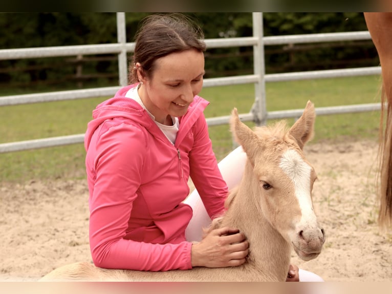 Poni alemán Yegua 8 años 144 cm Red Dun/Cervuno in Ankum