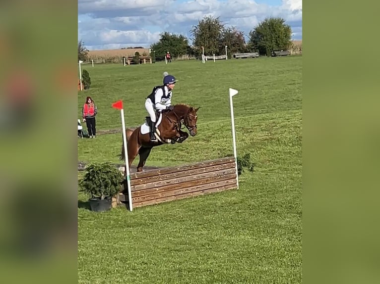 Poni alemán Yegua 8 años 145 cm Alazán in Lędziny