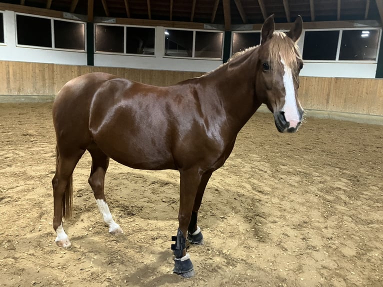 Poni alemán Yegua 8 años 145 cm Alazán-tostado in Litzendorf