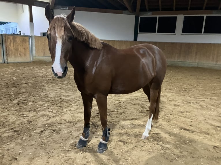 Poni alemán Yegua 8 años 145 cm Alazán-tostado in Litzendorf