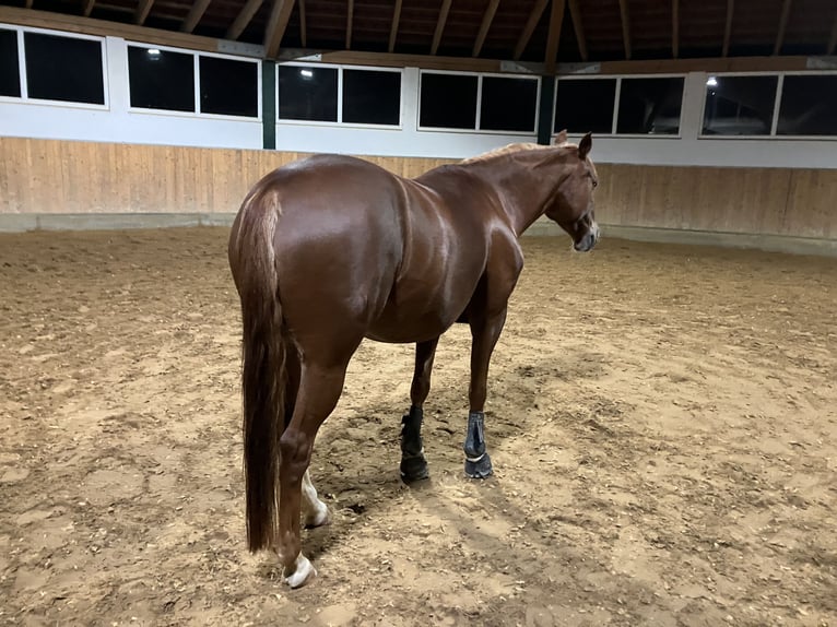 Poni alemán Yegua 8 años 145 cm Alazán-tostado in Litzendorf