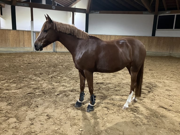 Poni alemán Yegua 8 años 145 cm Alazán-tostado in Litzendorf